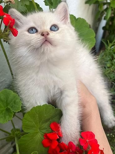 mini spitz: Qızıl şinşilla, Erkək, Yaxşı əllərə, Ünvandan götürmə, Ödənişli çatdırılma — 3