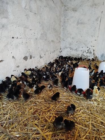 at satisi: 5-6 günlük Seçmə kənd cücələri satılır, hamısı qara rənglidi — 6