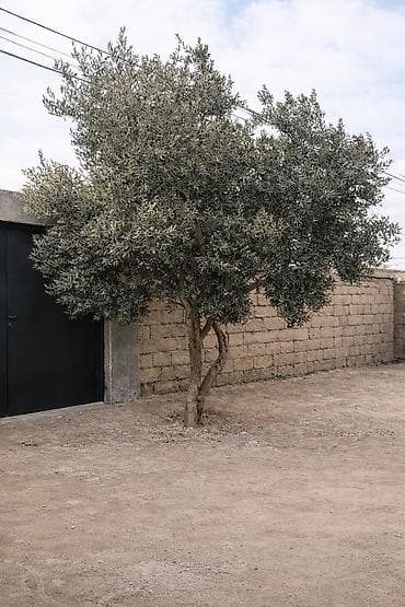 ağacları: Zeytun ağacı – həyət və bağ sahələri üçün dekorativ və məhsuldar — 1