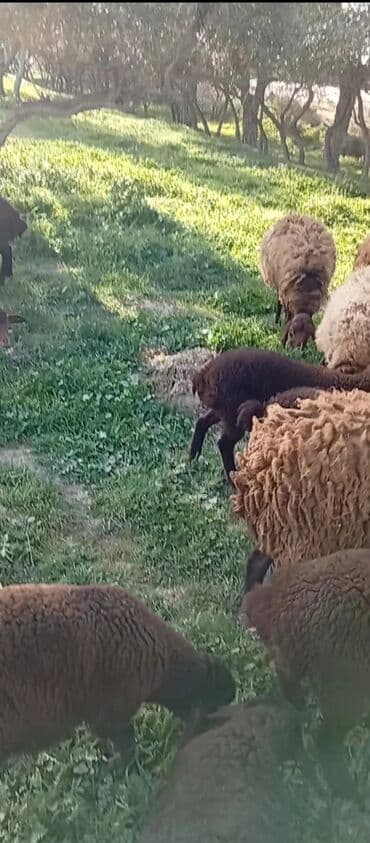 qurbanliq qoyun qiymetleri 2021: Qoyun sürüsü satılır - Növ: yerli ətlik/yunlu qoyunlar - Rənglər — 1