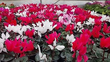 yaz fesline aid sekiller: Siklamen gülləri solmayan güllər hər fəsildə gül açır — 1