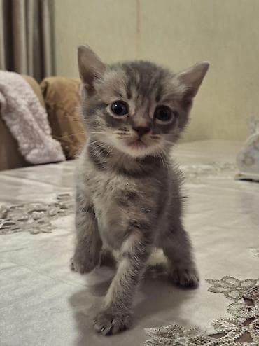 Erkək şinşilla pişik. təmiz cinsdir qiymətdə razılaşmaq olar vatsapa lalafo.az -da Erkək şinşilla pişik. təmiz cinsdir qiymətdə razılaşmaq olar vatsapa