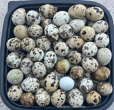 saatlar type 1: Məhsul: Bildirçin yumurtası ededi:20 qepik Təsvir: - Təmiz, təbii — 3