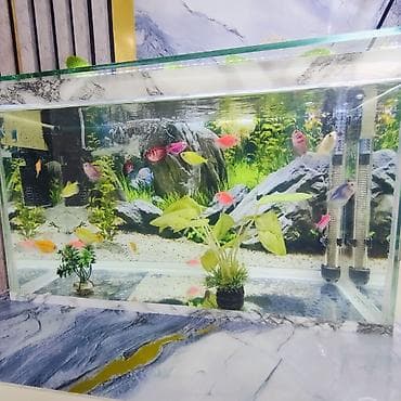 akvarium gəncə: Şüşə akvarium 2 eded dekor bezakli daslar 18 eded GLOFİSH BALİGİ — 1