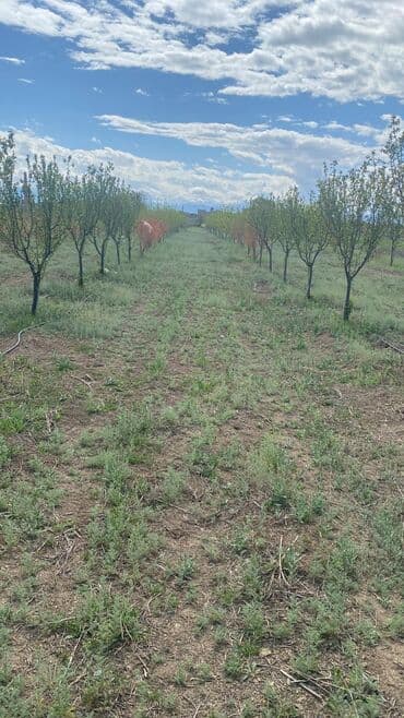 Digər qida məhsulları: Məhsul: Meyvə bağ sahəsi (çoxillik əkililər) Təsvir: - Səliqəli — 1