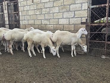 goyərcin satılır: Dişi, il: 1, 500 kq, Damazlıq, Ödənişli çatdırılma — 5