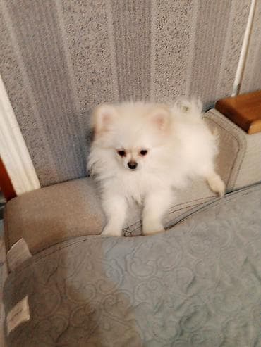 heyvan cütləşməsi: Şpitz, 4 ay, Dişi, Peyvəndli, Ünvandan götürmə — 6