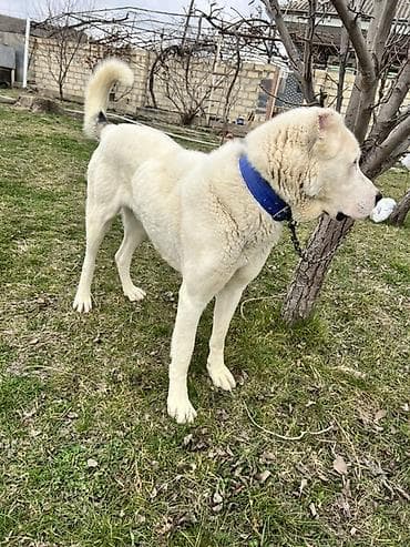 it ucun qurd dermani: Qurdbasar, 1 il, Erkek, Peyvəndli — 2