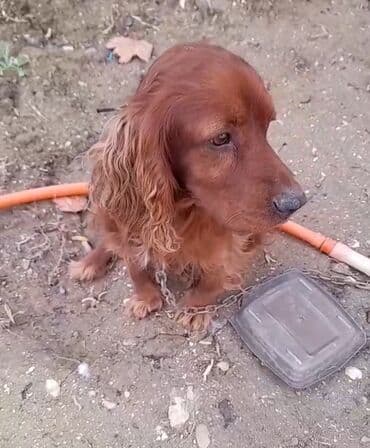 koker spaniel satilir: Koker spaniyel — 3