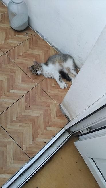Yaxşı əllərə, Ödənişli çatdırılma lalafo.az -da Yaxşı əllərə, Ödənişli çatdırılma