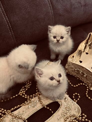 xamyak yuvası: Şinşilla, Erkək, Dişi — 11