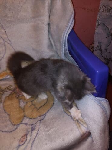 Gəmiricilər: Meyn-kun, Erkək, Yaxşı əllərə — 4