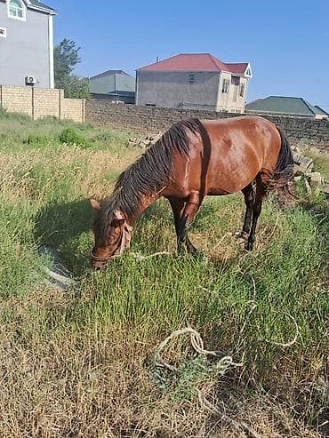 labrador satisi: Erkək, Qarabag, il: 4, Ünvandan götürmə — 3