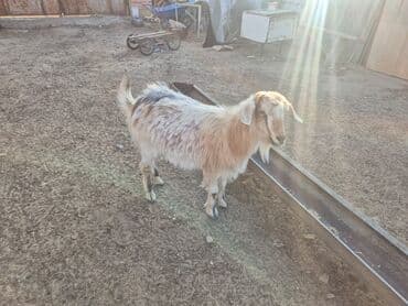 heyvanlar keci: Boz-qızılı rəngli yerli keçi - Cins: yerli (qarışıq), orta ölçülü - — 2