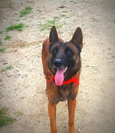 Heyvanlar üçün mallar: Belçika çoban iti, 2 il, Erkek, Peyvəndli — 2