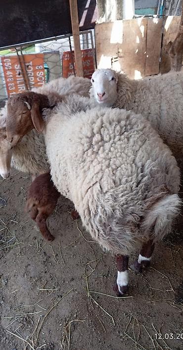 Бараны, овцы: Erkey qoyun damazlig — 1