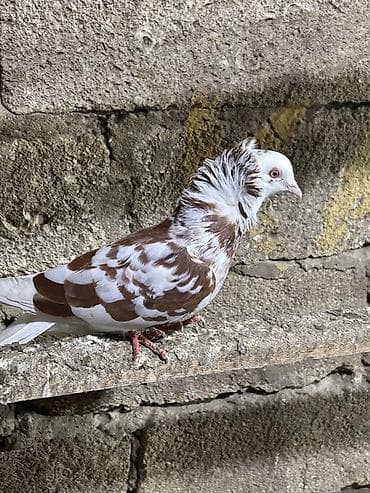 göyercinler: Saglam heyvanlar hec bir problemi yoxdu qiymet 3 ne aiddi tek tek — 3