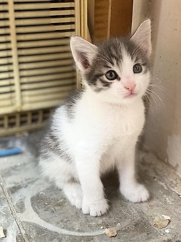 sahibləndirmə: Yaxşı əllərə — 2