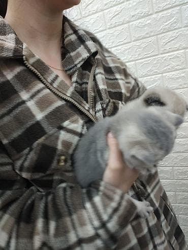 Şotland yastı qulaq lalafo.az -da Şotland yastı qulaq