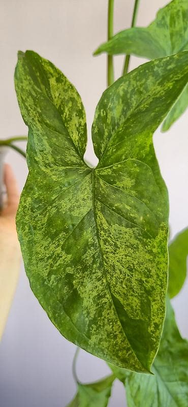diffenbaxiya bitkisi: Syngonium mottled. Tez böyüyen, rahat bitki — 4