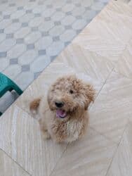 приучатель к туалету для собак: Пудель, 9 месяцев, Самец, С прививками, Самовывоз — 4