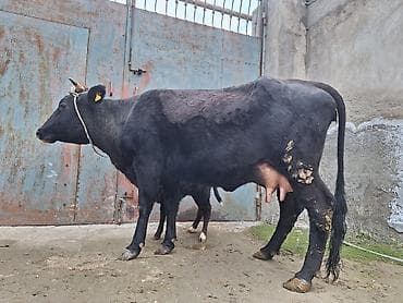 Гуси: 15 litir süd verir 2 qarına doğub 10 gündü doğub balası dişdi — 6