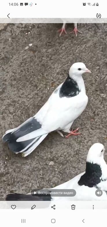 goyərcin yumurta: Göyərçinlər — 1