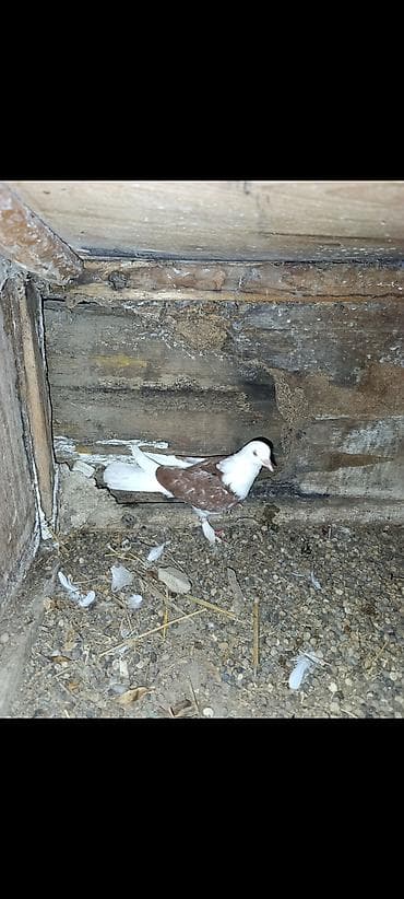 Heyvanlar üçün mallar: Salam sağlam goyercinlerdi bakida seherdedi rayonlarada göndere — 1