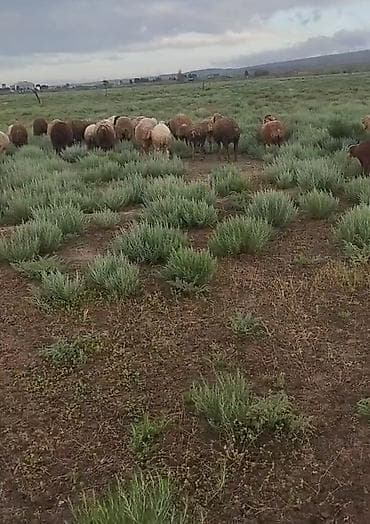 qoyun mal: Qurbanlıq quzular hər bir çəkidə var istəyən əlaqə saxlasın — 1