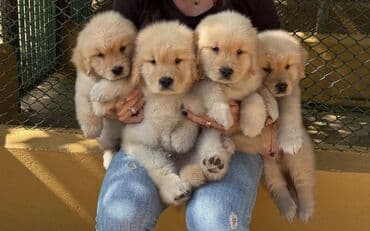 meydan itləri: Retriever, 2 ay, Erkek, Sənədli, Ödənişli çatdırılma — 2