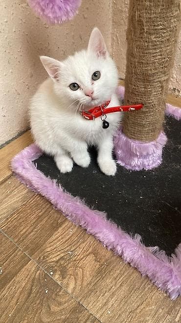 pişik ucun oyuncaq: Pisik britan 2 ayliq erkek razilasmaq olar ecemi — 3