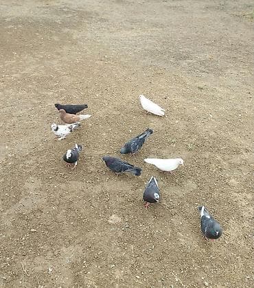 goyercin bazari: Tək tək satılmır 10 quş olan quşların bir ədədi 3 manat 3 quş olan — 2