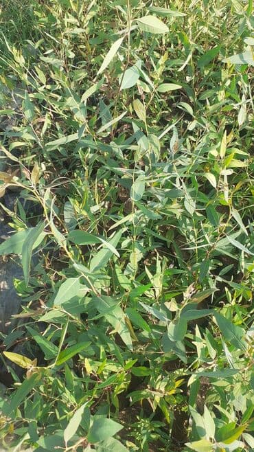 tikanli bitkiler: Finik evkalip — 3