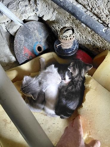 sort keci: Yaxşı əllərə — 2