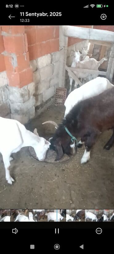 Ягнята: Məhsul: Südlük keçilər Təsvir: - Şəkillərdə bir neçə baş keçi — 6