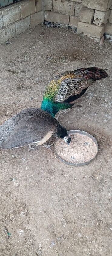 etibarlı əllərə it verilir: Məhsul: Tovuz quşu cütü Təsvir: - Şəkillərdə parlaq yaşıl–mavi — 3