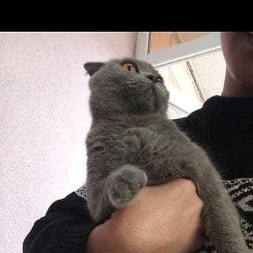 kreditle mal qara: Şotland yastı qulaq, Dişi, Yaxşı əllərə, Ünvandan götürmə — 2