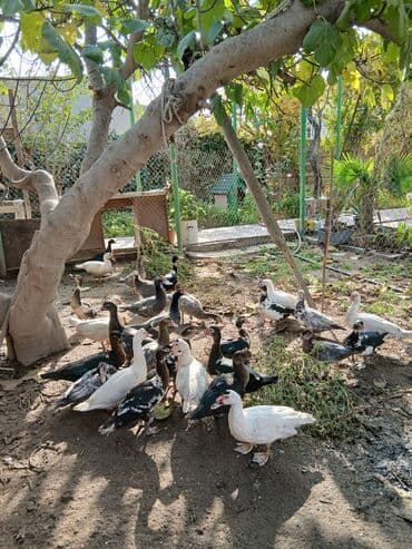 cücə satışı 2023: Erkək, | Lal ördək, Ətlik, Ünvandan götürmə, Ödənişli çatdırılma — 4