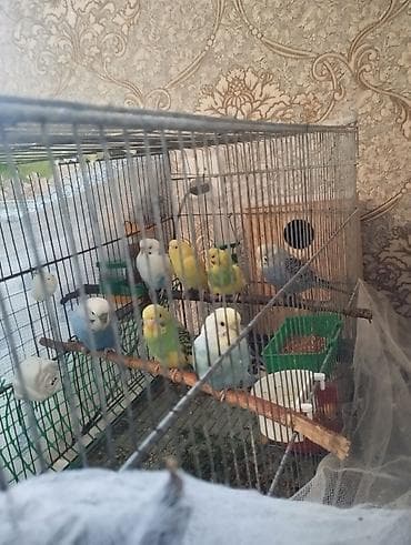 quş tasması: Satılır. öz baxdığım quslardi . tam sağlam — 1