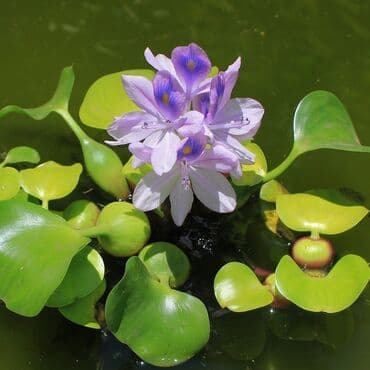 anadolu çoban iti: Эйхорния,водный гиацинт su sünbülü. akvariumlarınızda,su — 1