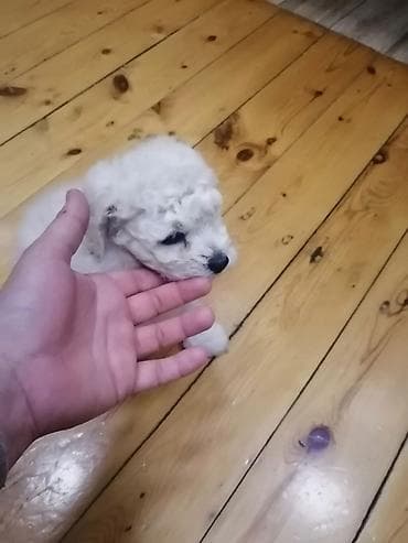 pekines balaları: Bişon Frize — 2