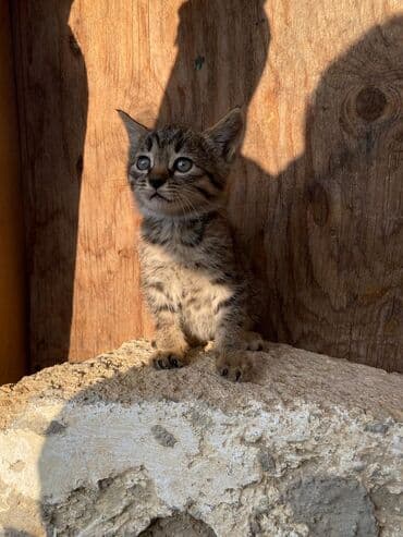 pişik şəkli: Tabbi, Yaxşı əllərə — 1