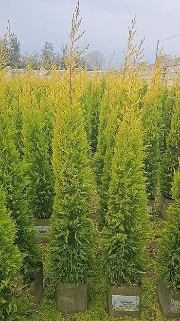 suvarma şlanqları: Ucuz qiymete qazon. var. 0Thuja və iynəyarpaqlı dekorativ ağaclar – — 2