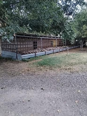 Kommersiya daşınmaz əmlakı: Ferma/təsərrüfat kompleksi - Heyvandarlıq üçün tikili və açıq — 9