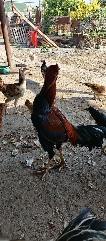 pulsuz it type 1: Tam sağlam heyratı beçesi 11 aylıq döyüş videosu var isteyen getirib — 4