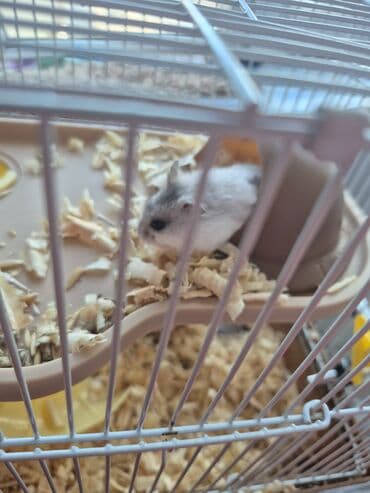 клетки для хомяков в баку: Dişi və erkək xomyaklar və 6 balası satılır.Kletka üstündə verilir — 4