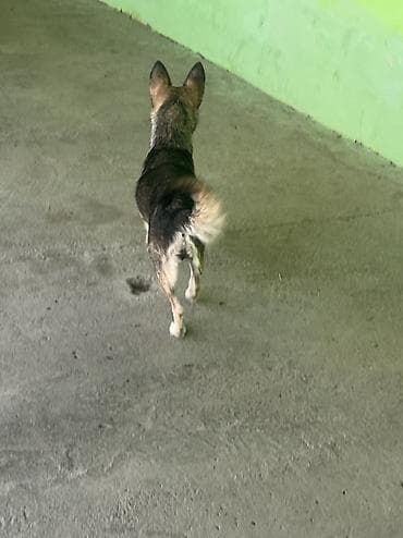 itlər satışı: Dişi — 8