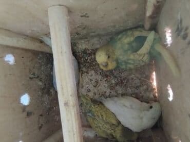 pulsuz heyvanlar verilir: Vaxtim olmadığı ucun satiram aktiv quslardir altında 3 balasi var — 2