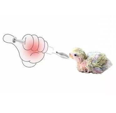 pişik yem: Tutuquşu balalarının əllə bəsləmə maması.Tutuquşu balalarını şprislə — 3