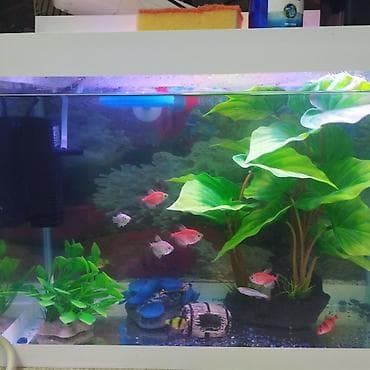 ev balığı: Dördbucaq akvarium, Boş, 24 l — 2